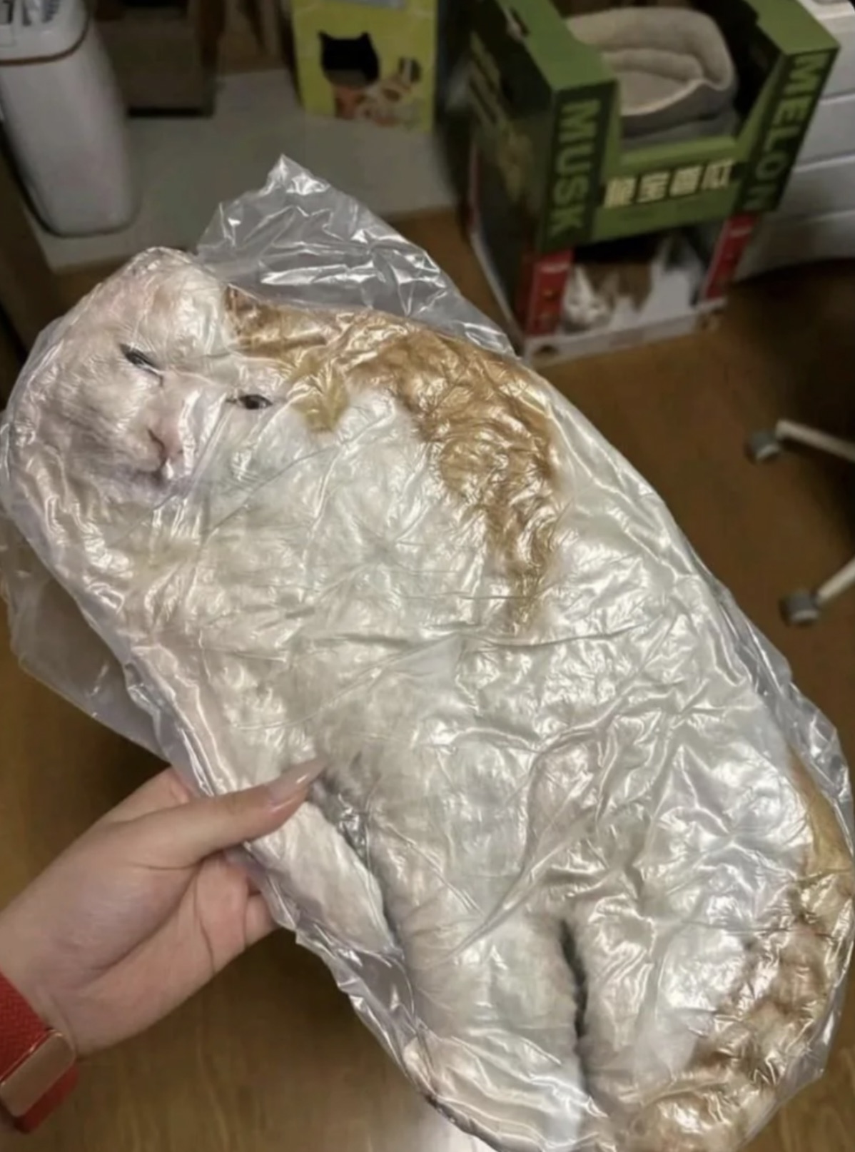 vacuum sealed cat meme - Melon Musk